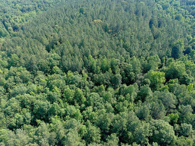 A dense, green canopy of Alabama trees