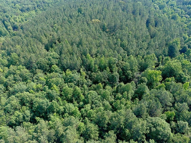 A dense, green canopy of Alabama trees A dense, green canopy of Alabama trees
