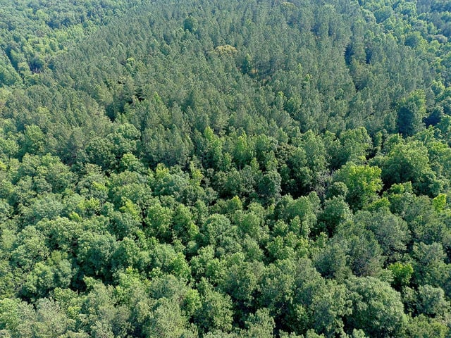 A dense, green canopy of Alabama trees