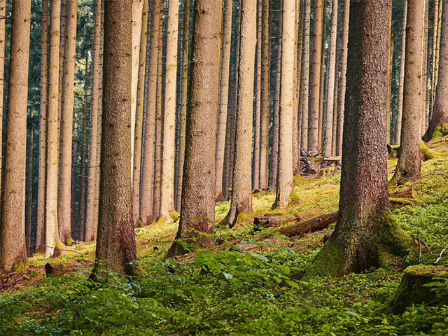 A forest of tall tree trunks