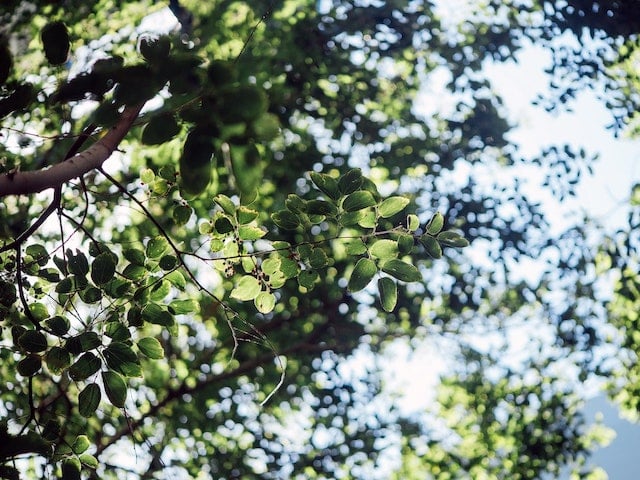Looking up into the canopy of a leafy green tree