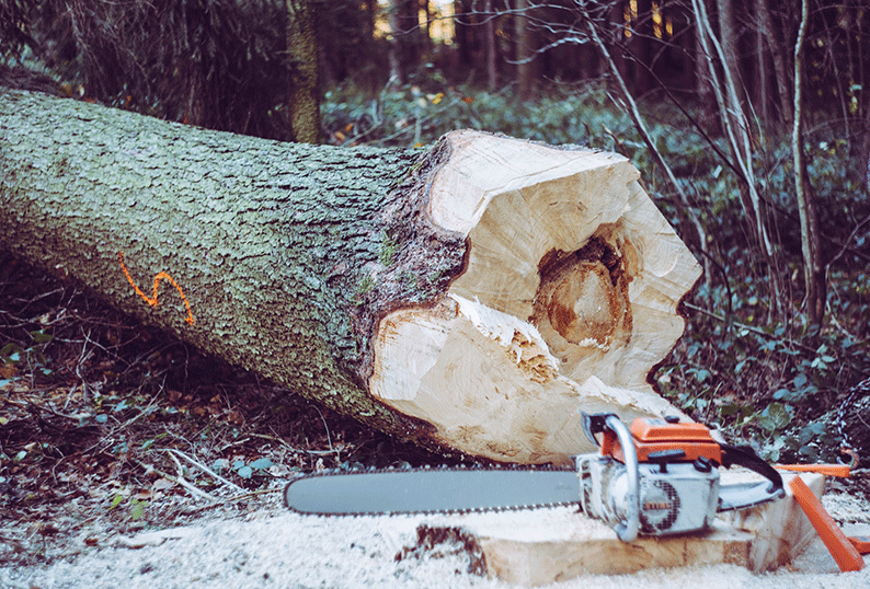 chainsaw-fallen-tree