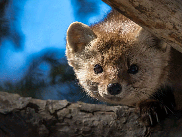 coastal-marten