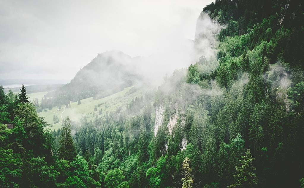 forest-5-1 forest-5-1