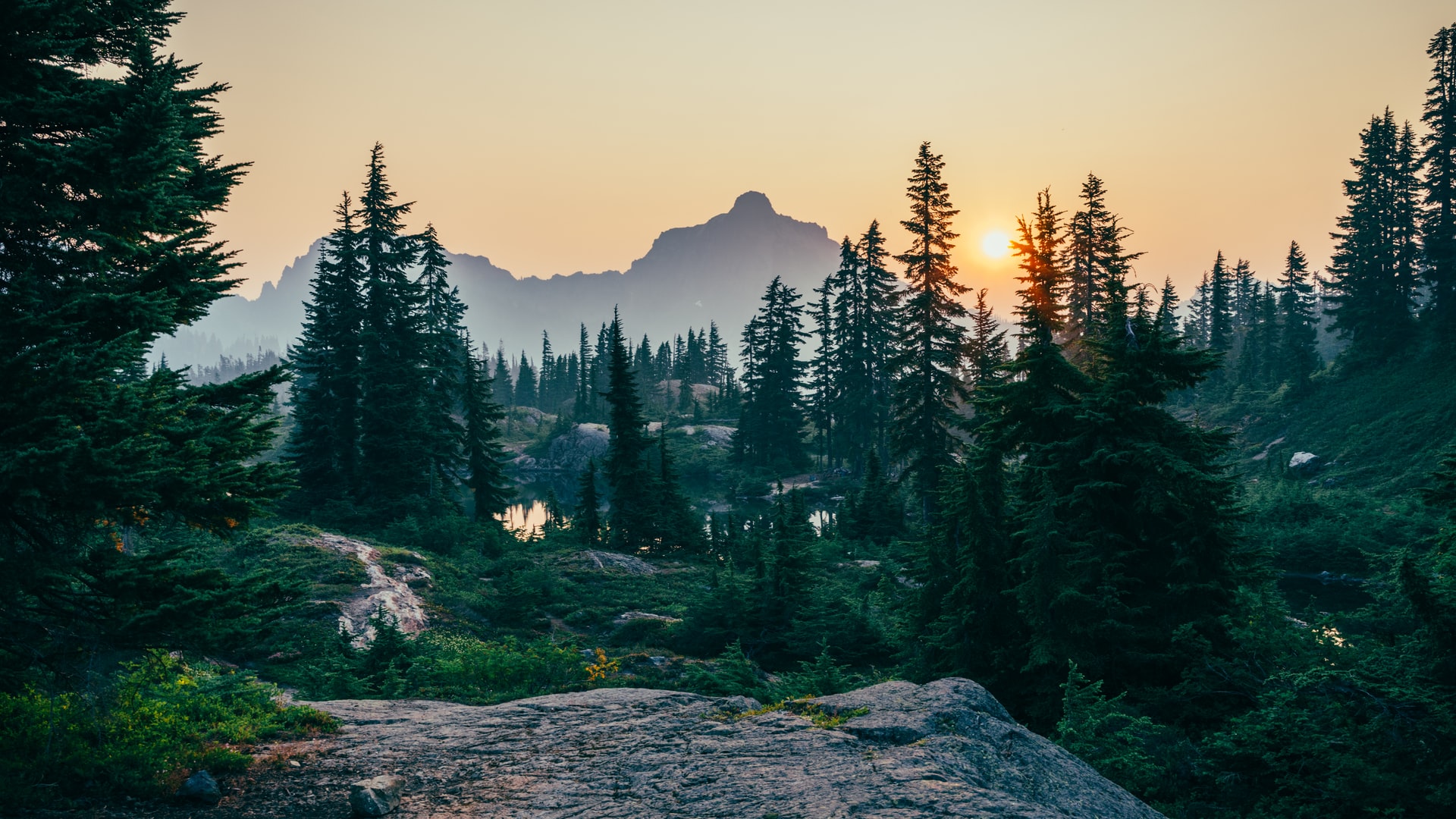forest-landscape-1 forest-landscape-1