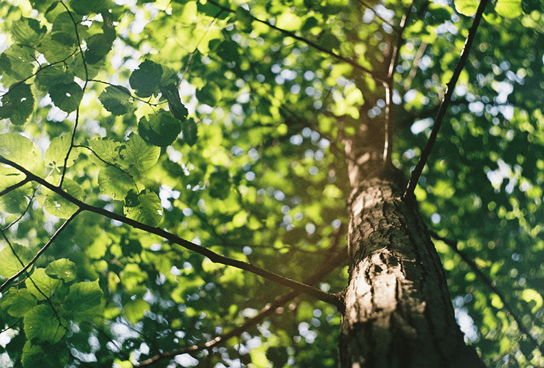 Looking up the trunk of a tree and its canopy of green leaves