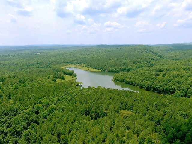 Sprawling green forest surrounds a small body of water