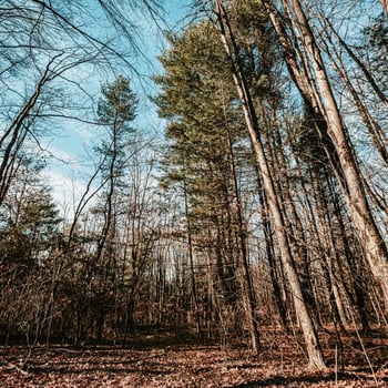A grove of deciduous trees A grove of deciduous trees
