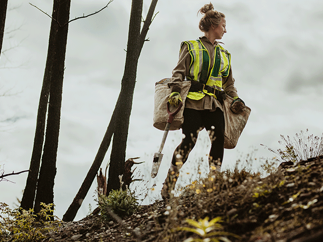 A forester walks in the forest planting trees