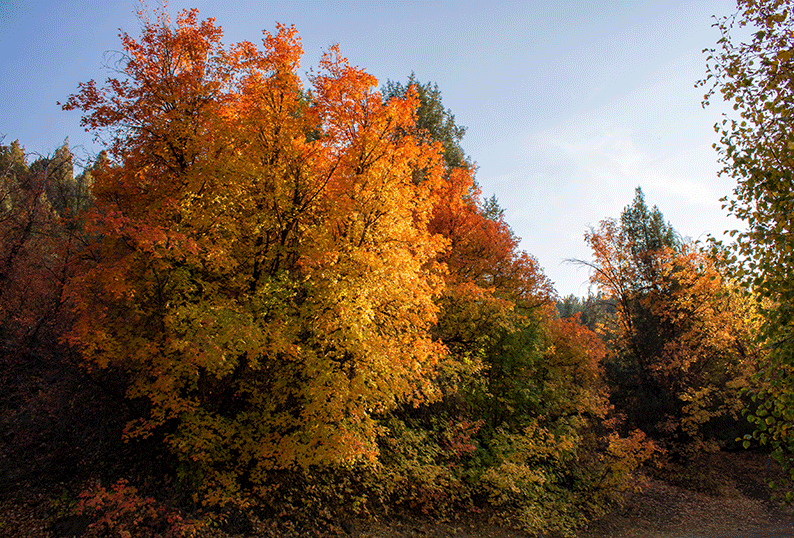 A stand of trees changes colors from green to yellow and orange in autumn