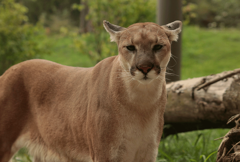 A mountain lion standing in front of a fallen tree