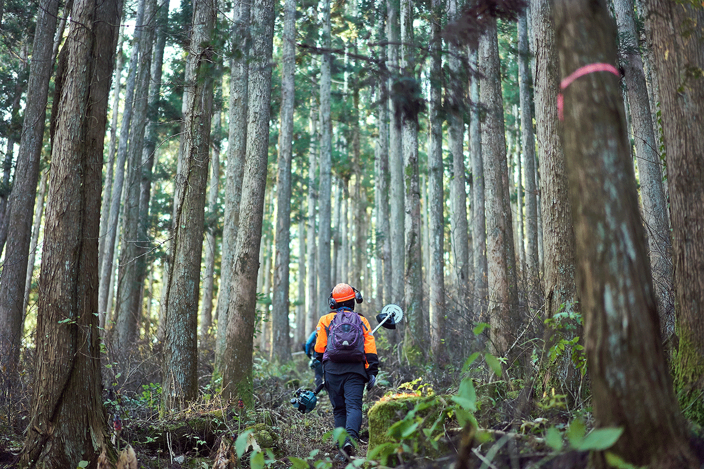 Person with orange jacket and helmet walks through tall trees with trimming saw