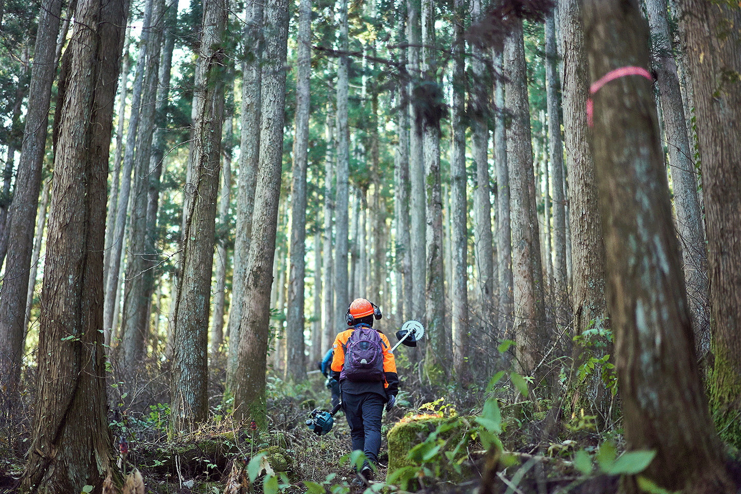 Person with orange jacket and helmet walks through tall trees with trimming saw Person with orange jacket and helmet walks through tall trees with trimming saw