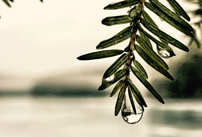 A water droplet clings to the bottom of a compound leaf, about to fall