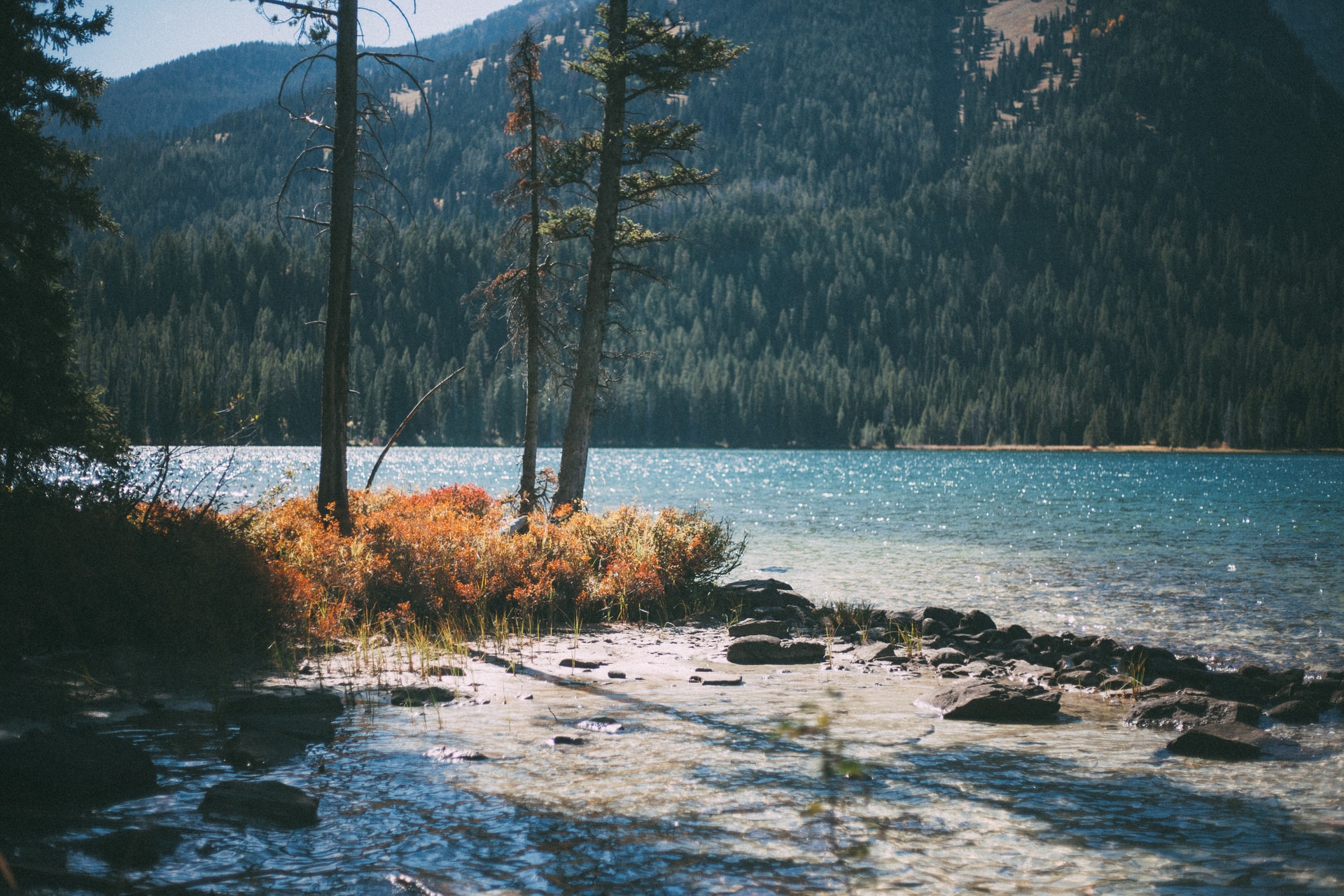 forest-river-landscape