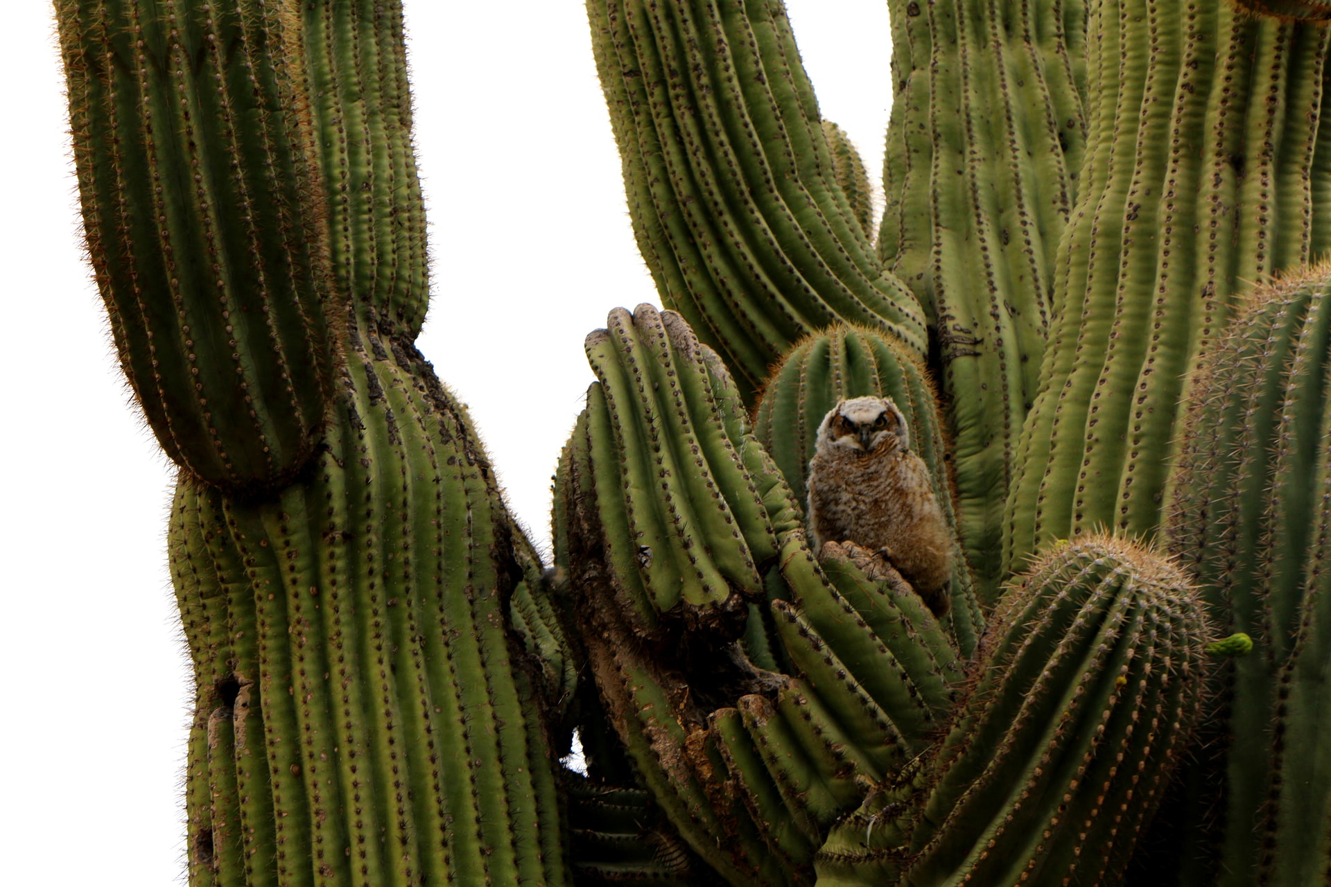 owl-in-cactus