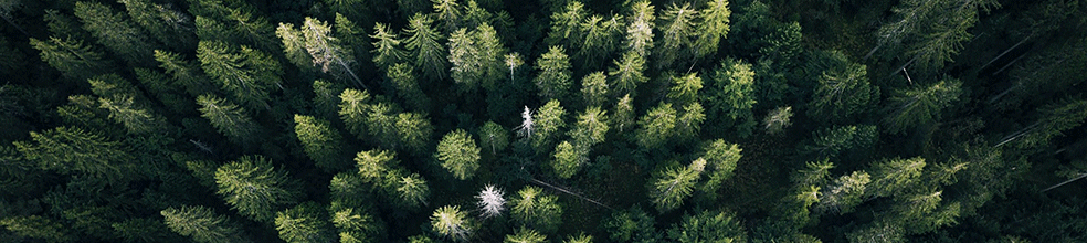 Overhead shot of a dense forest of fir trees, looking down