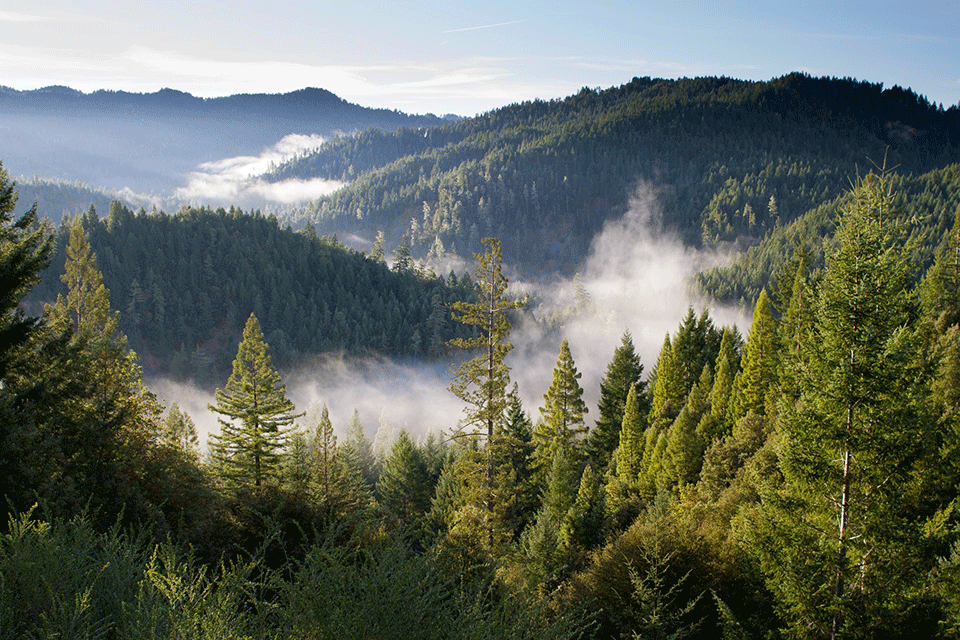A green forest covers sloping hills with a few low clouds hugging the landscape