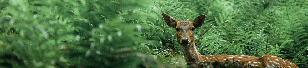 A deer looks up alertly surrounded by green foliage in the forest