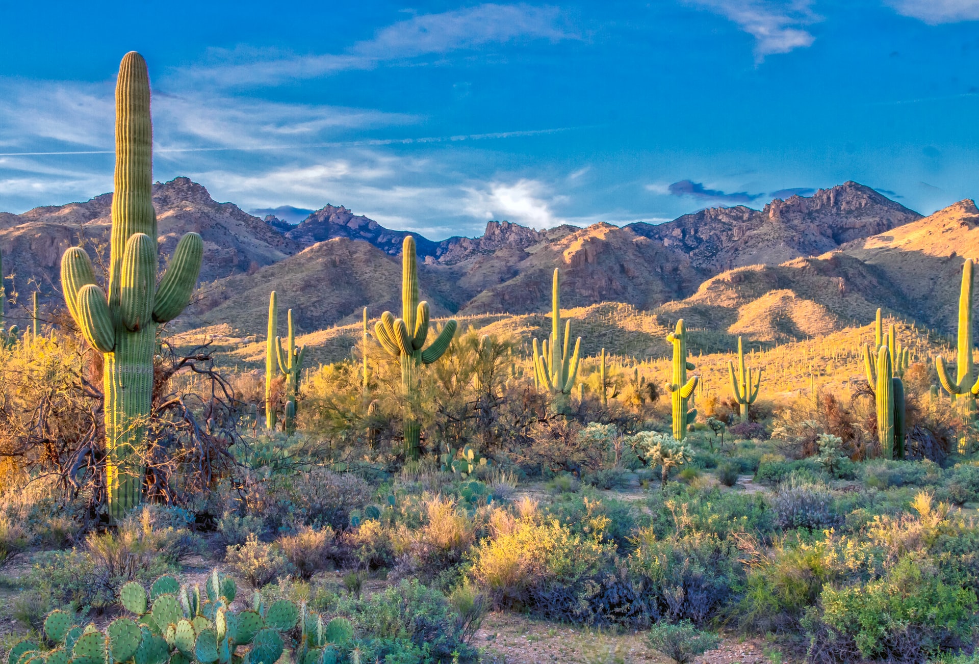 A forest of Saguaro cacti and Arizona desert mountains