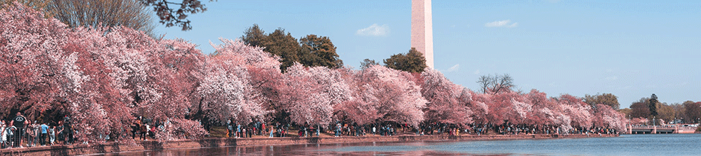 Pink cherry blossoms in full bloom near the Lincoln Memorial in Washington, DC